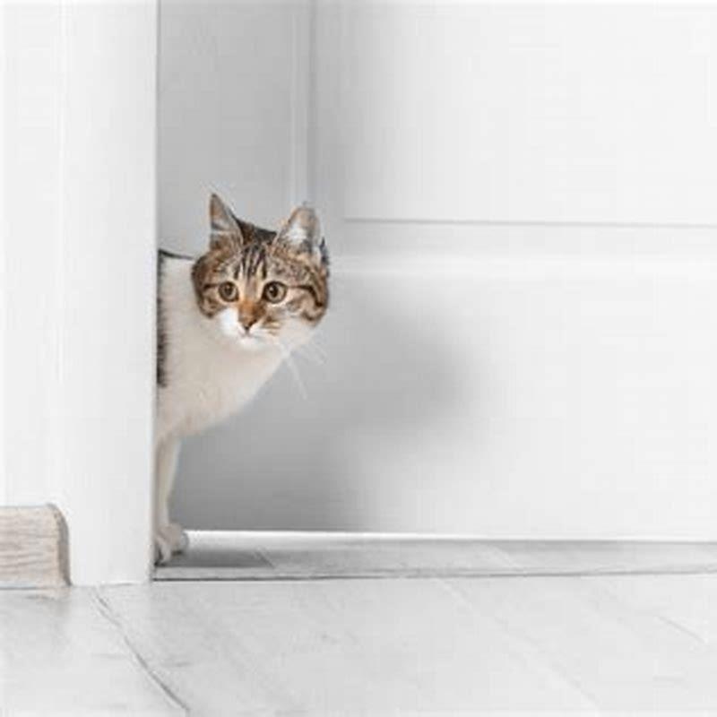 Why does my cat hates closed doors?