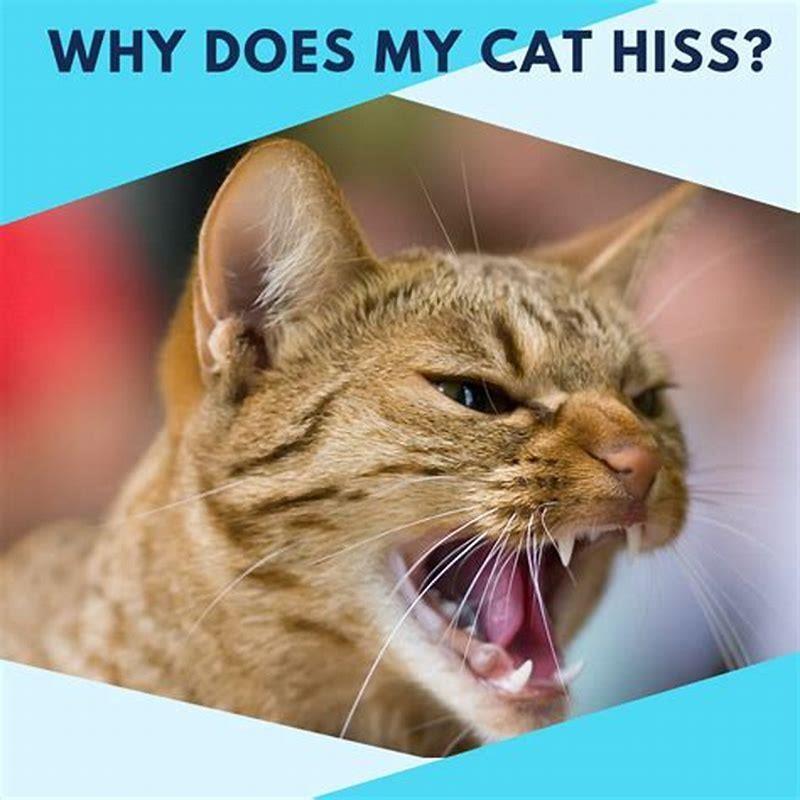 Why does my cat hiss at my other cat when playing?
