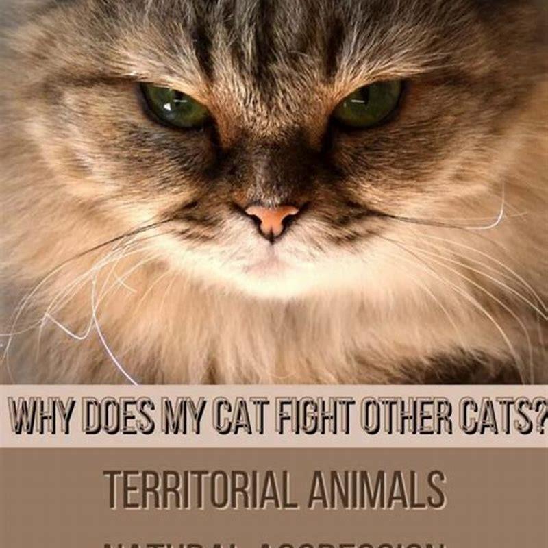 Why does my cat keep fighting with other cats?