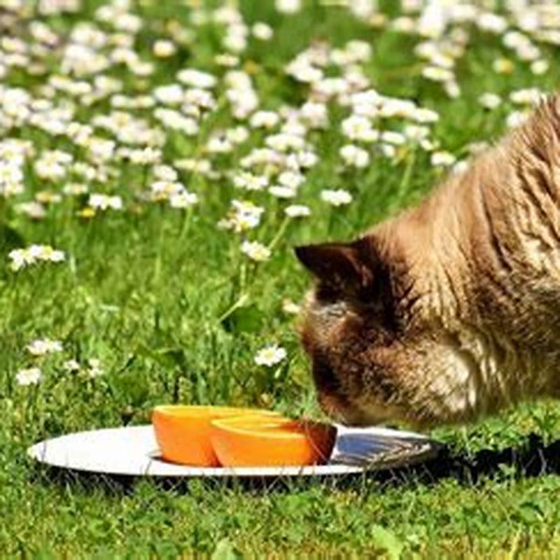 Why Does My Cat Like The Smell Of Oranges DIY Seattle