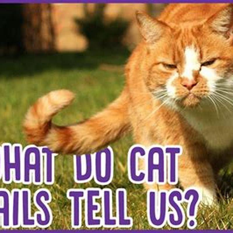 Why does my cat rattle her tail?