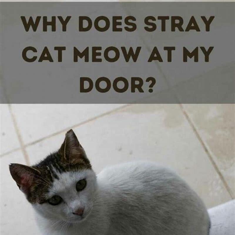 why-does-my-cat-sit-by-the-door-and-meow-diy-seattle