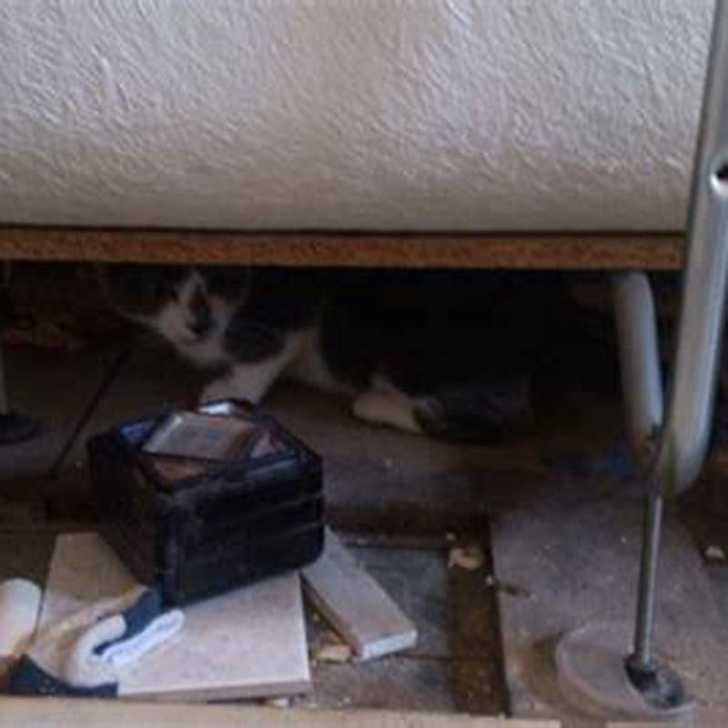 Why does my cat sit outside the bathroom door and meow?