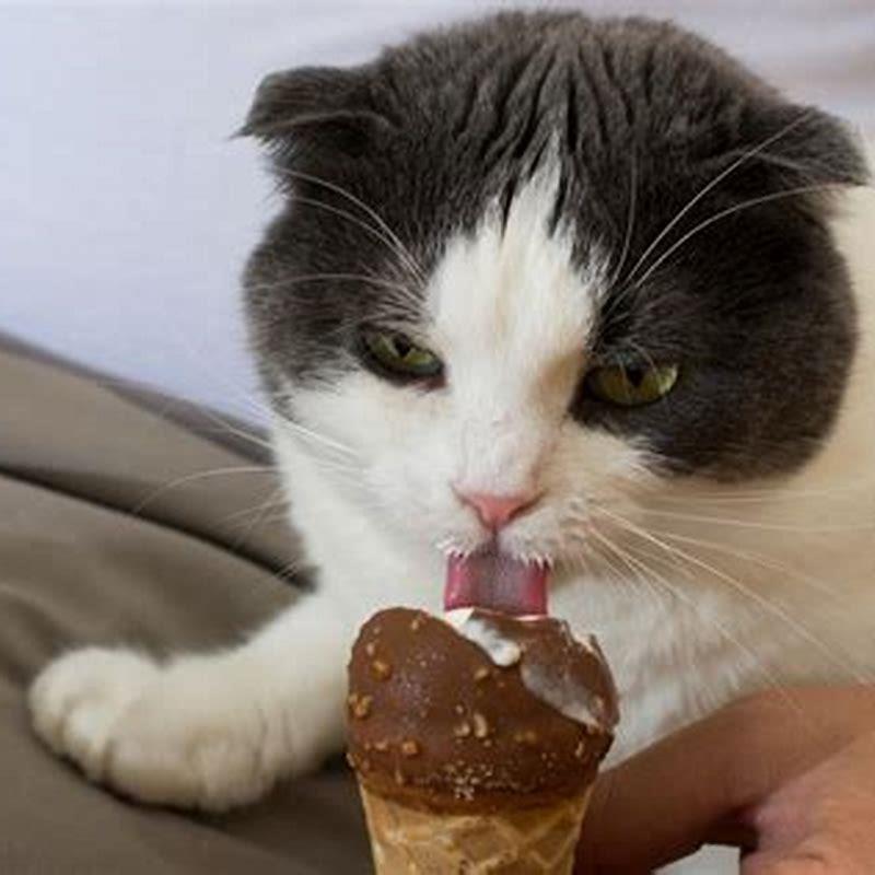 Why does my cat stop my other cat from eating?