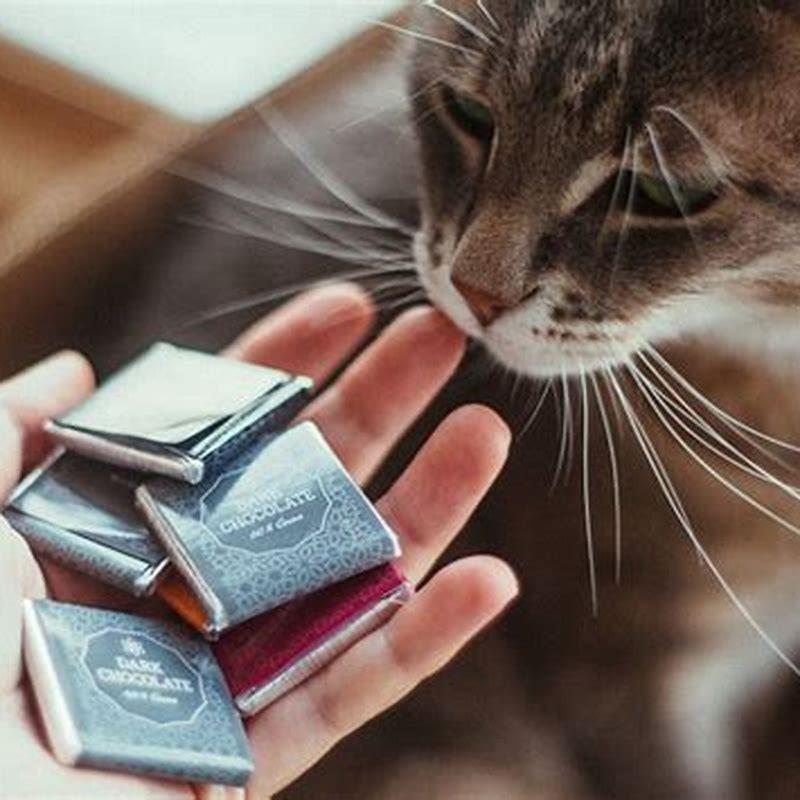 Why Is Chocolate Poisonous To Cats DIY Seattle why-is-chocolate-poisonous-to-cats-diy-seattle