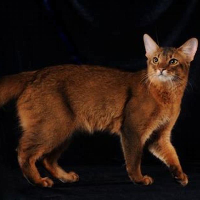 Why is it called Somali cat?