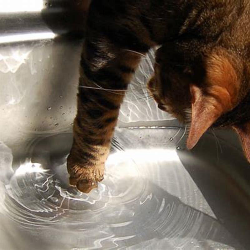 Why is my cat pawing at the water bowl? DIY Seattle