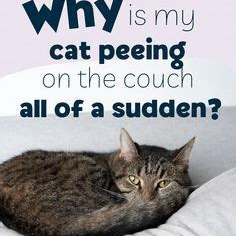 Why is my cat peeing on the couch all of a sudden? DIY Seattle