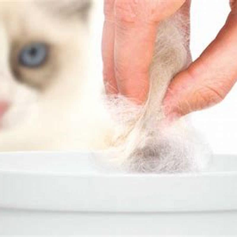 why-isnt-my-cat-shedding-diy-seattle