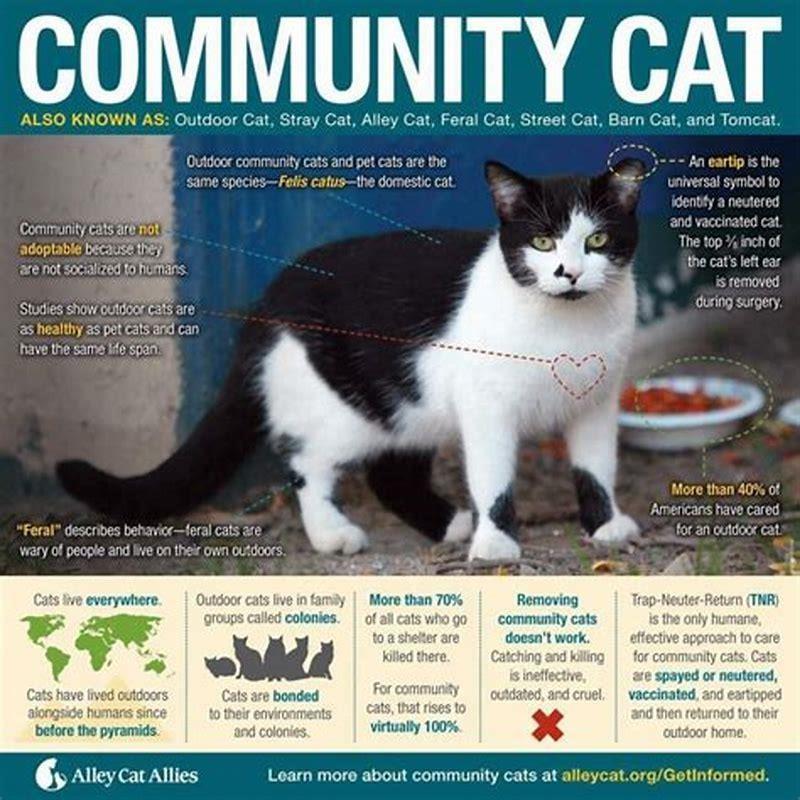 Will a TNR cat return?