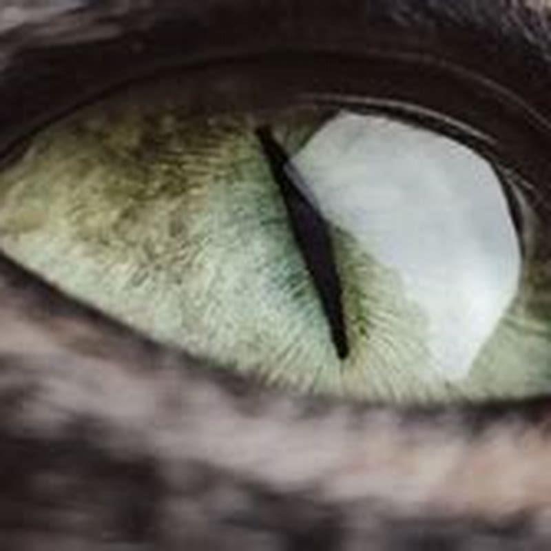 Will cat conjunctivitis go away by itself?