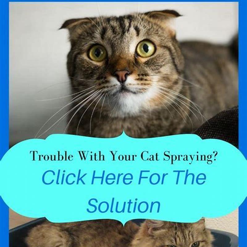 Will cat lice go away on its own?