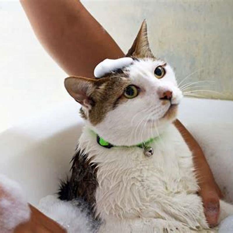 Will cats hate you if you bathe them?