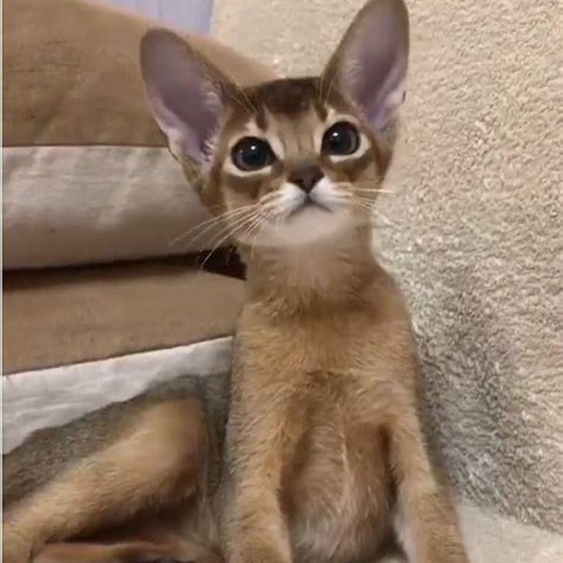 Are Abyssinian cats good pets?