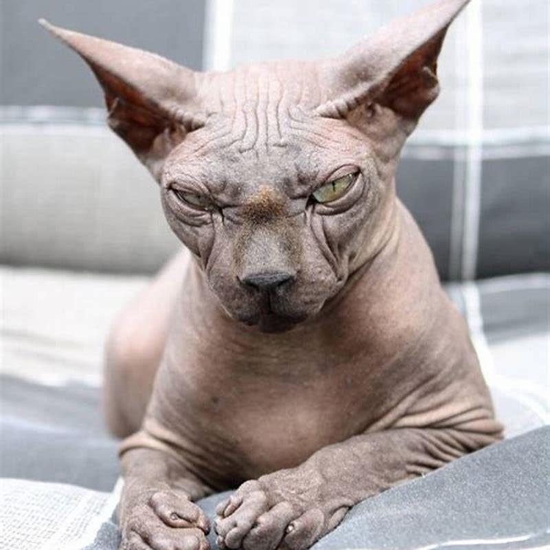 Are all hairless cats Sphynx?