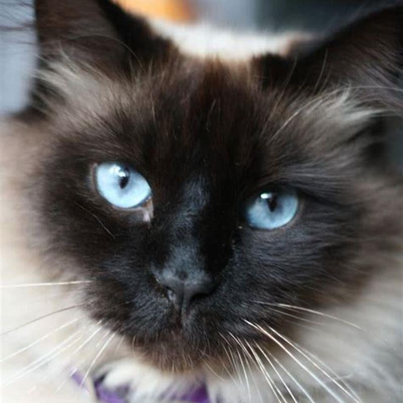Are Balinese cats lap cats?