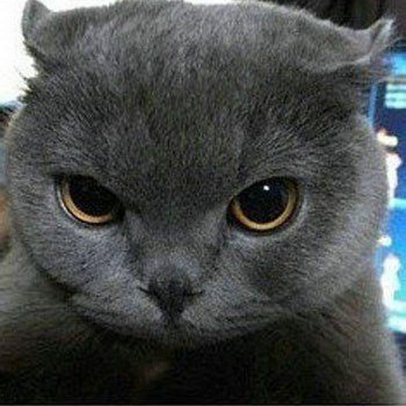 Are baths traumatizing for cats?