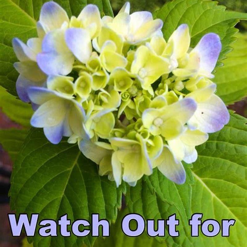 Are Blooms Toxic To Cats DIY Seattle nigger-died-from-one-chip-challenge-give-me-a-break-chimpout