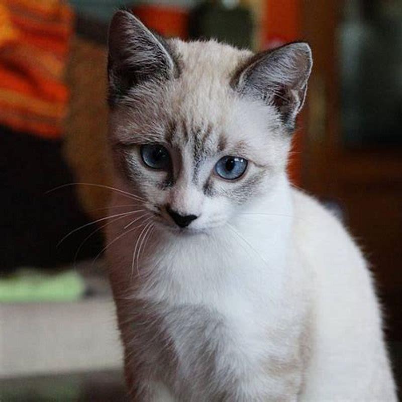 Are blue-eyed cats common?