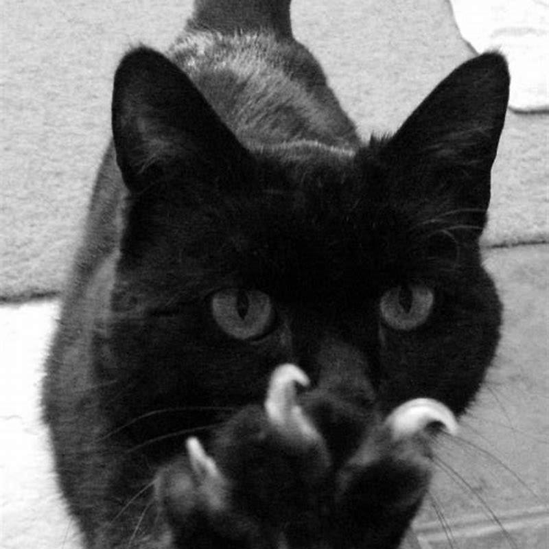 Are Bombay cats cheap?