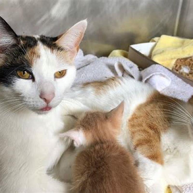 Are bonded cats rare?