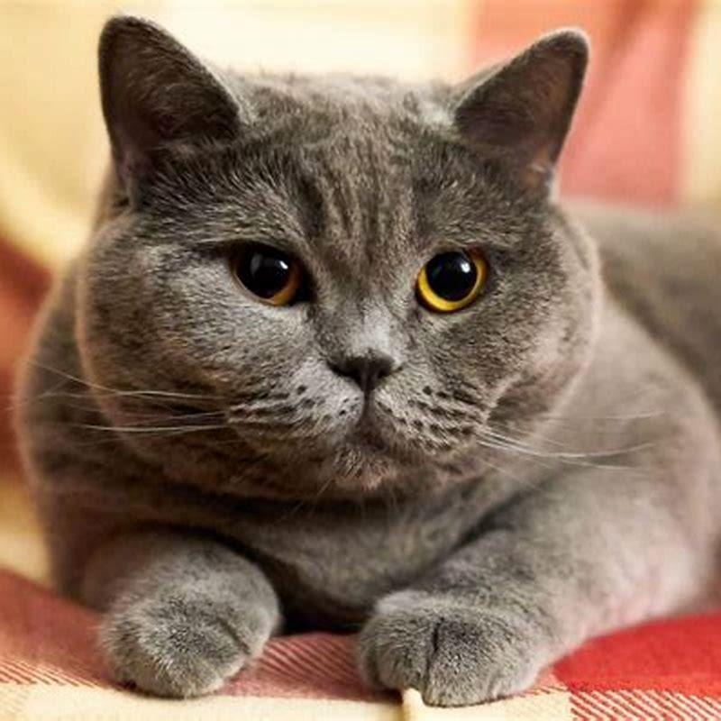 Are British Shorthairs calm?