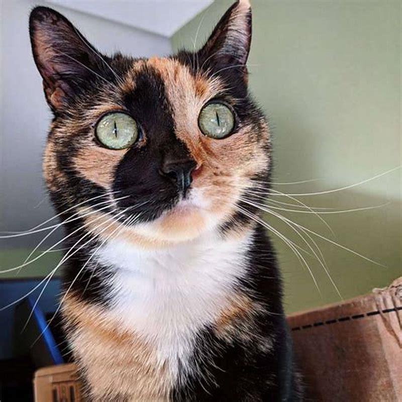 Are calico cats valuable?