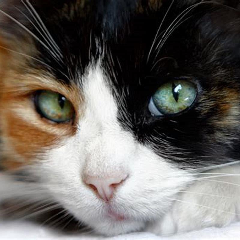 Are calicos rare?