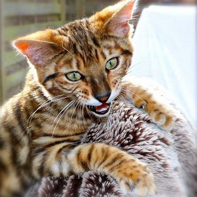 Are cats highly intelligent?