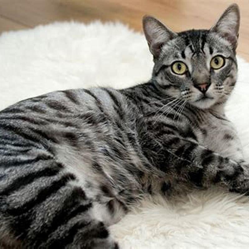 Are cats the most independent pets?
