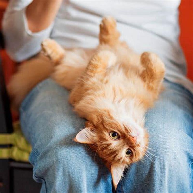 Are cats ticklish? - DIY Seattle