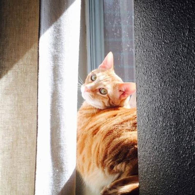 Are cats traumatized by moving?