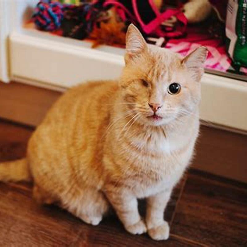 Are cats vision blurry?
