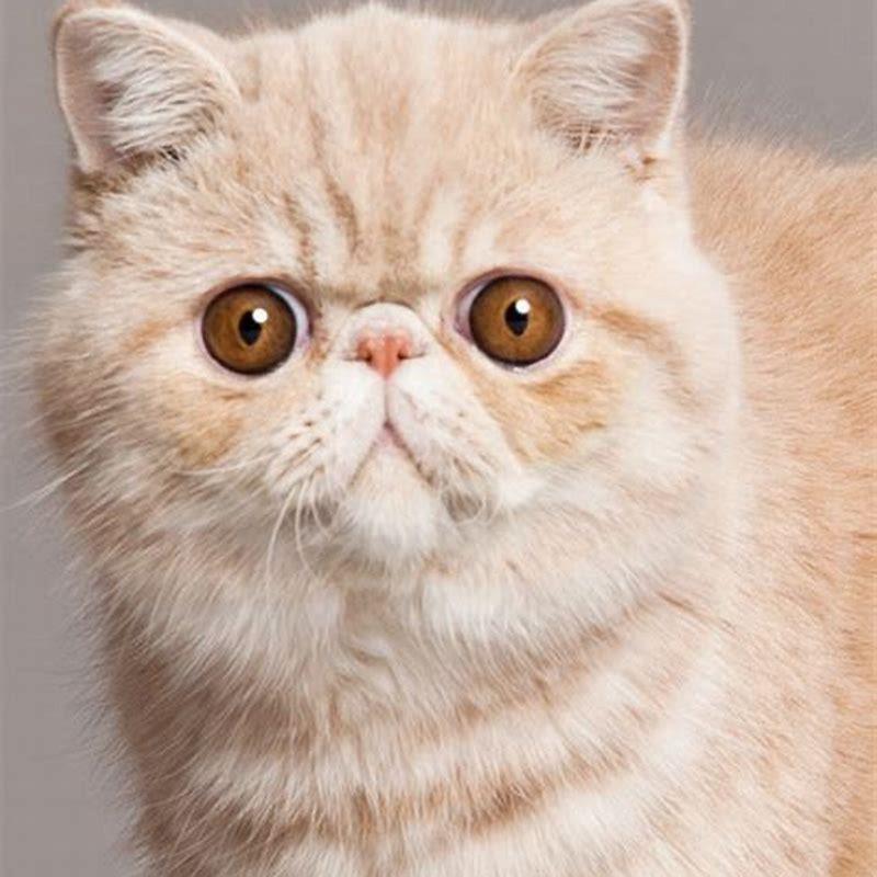 Are Exotic Shorthair cats good pets?