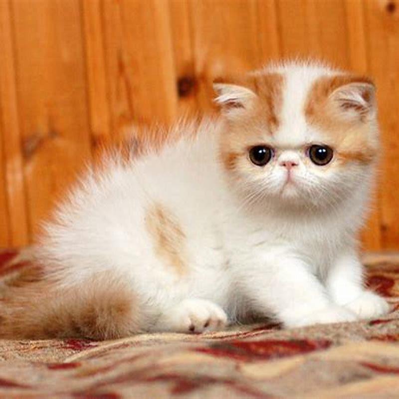 Are Exotic Shorthair cats loyal? - DIY Seattle