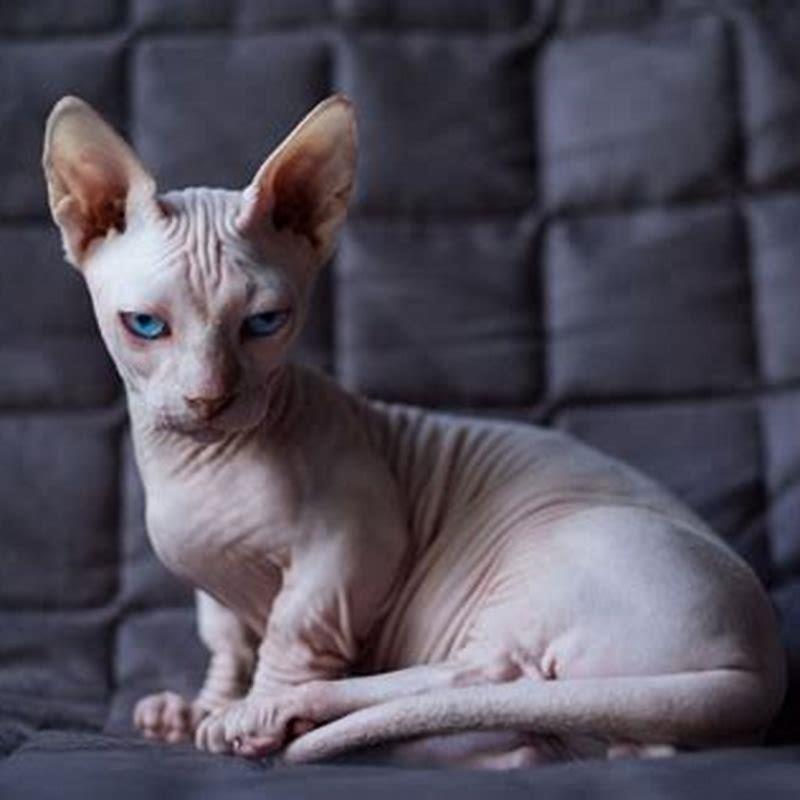 Are hairless cats naturally occurring? - DIY Seattle