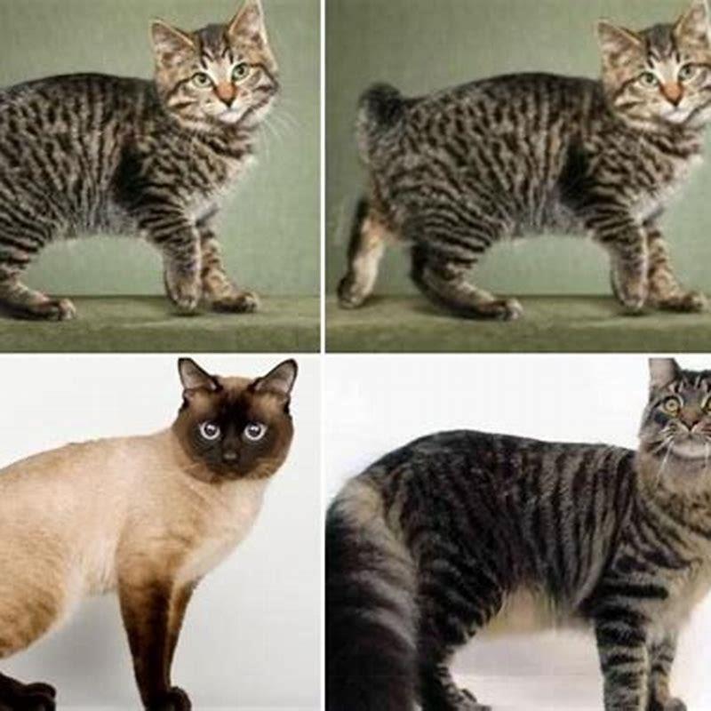 Are Manx cats purebred?