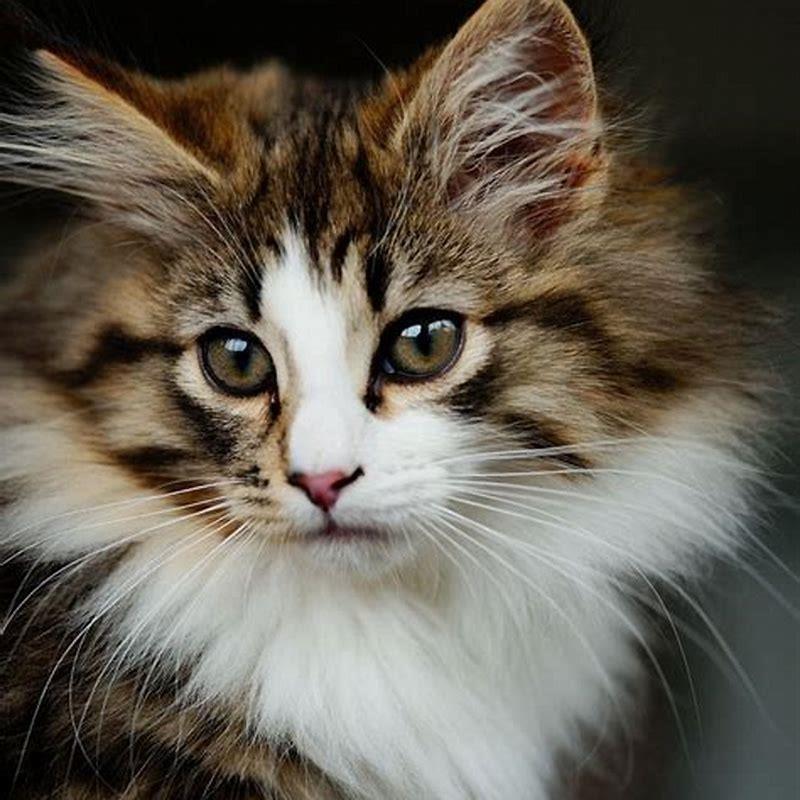 Are Norwegian Forest Cats small?