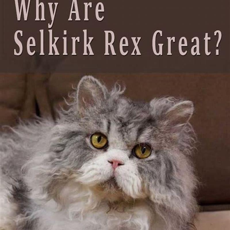 Are Selkirk Rex cats affectionate?