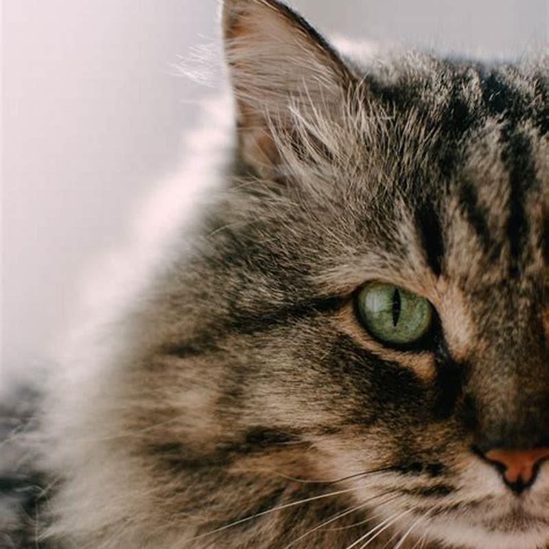 Are tabby cats the friendliest?
