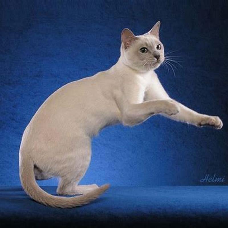 Are Tonkinese cats popular?