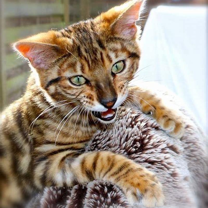 Are toyger cats affectionate?