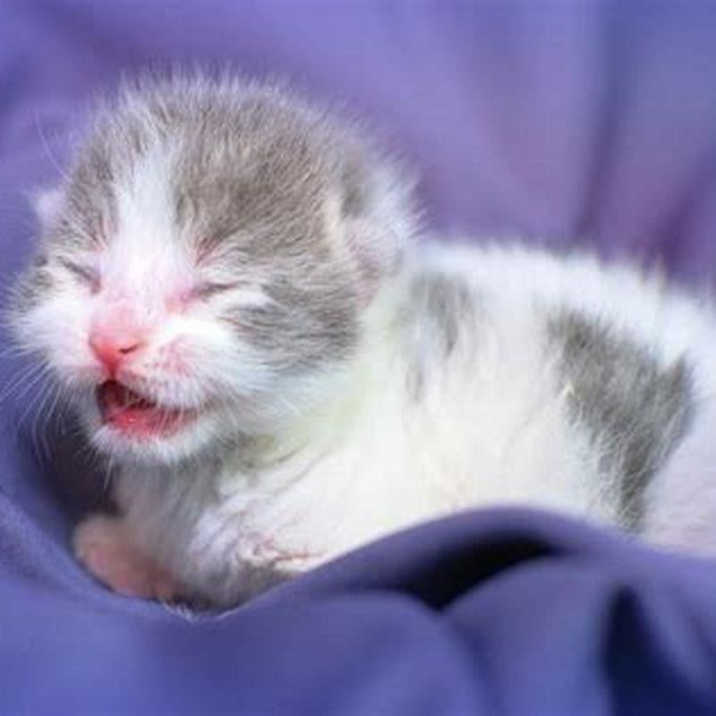 At what age do kittens start meowing?