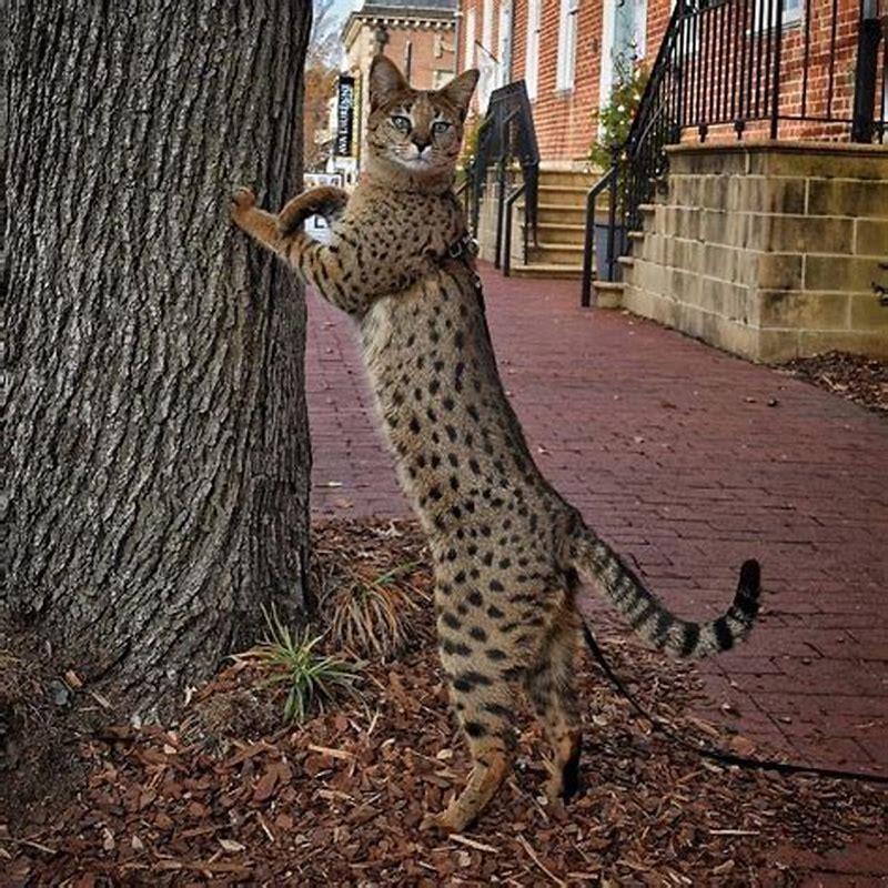 At what age is a Savannah cat full grown?