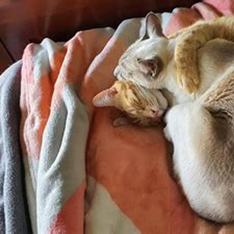 Can a cat have kittens a week apart?