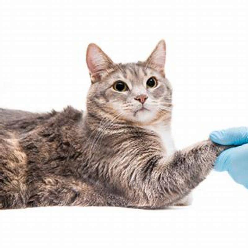 can-a-cat-recover-from-kidney-disease-diy-seattle