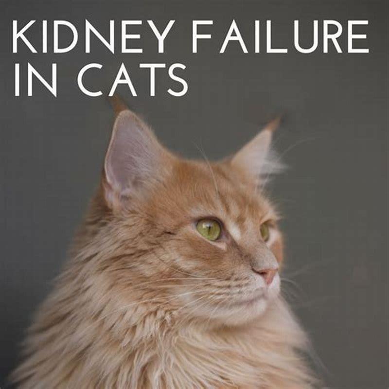 can-a-cat-recover-from-kidney-failure-diy-seattle