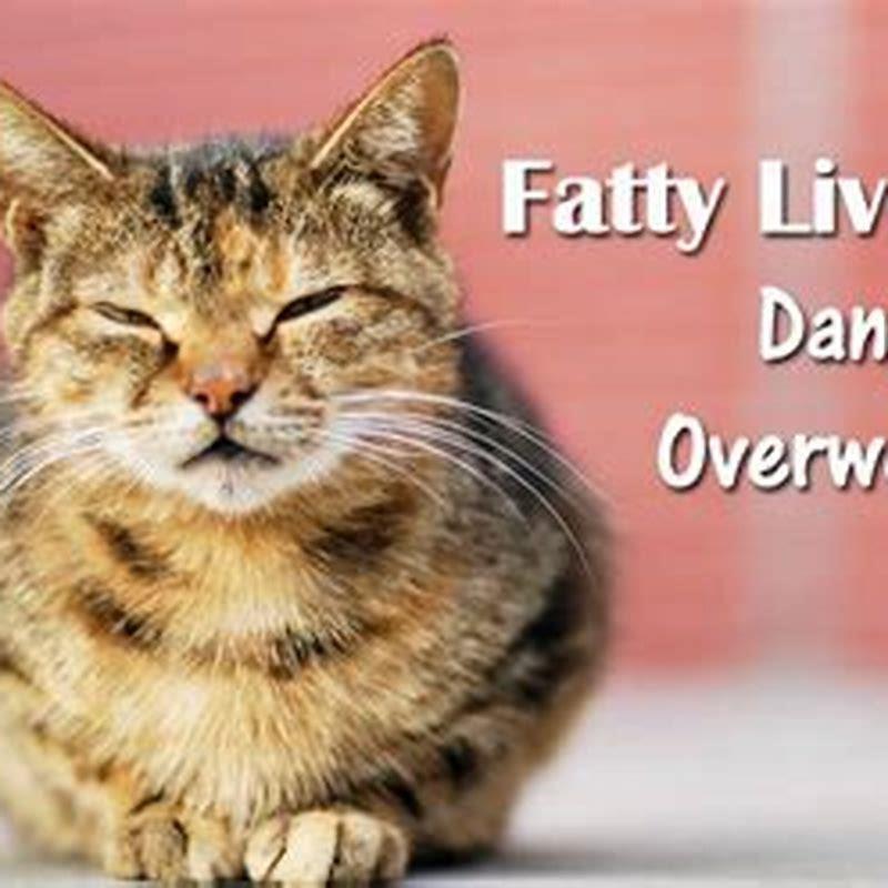 Can a cat recover from liver failure?