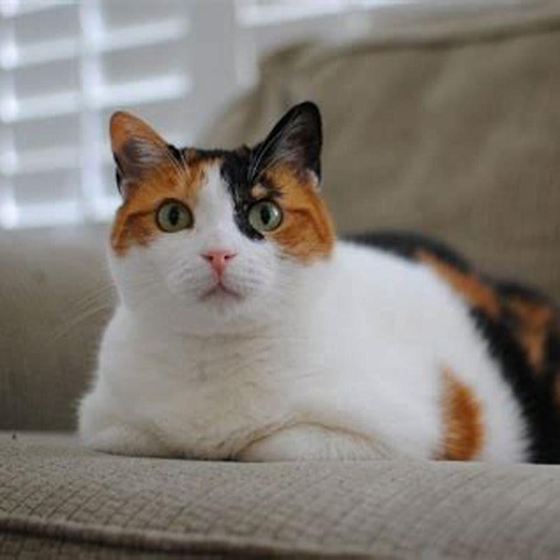 Can a female calico cat have kittens?