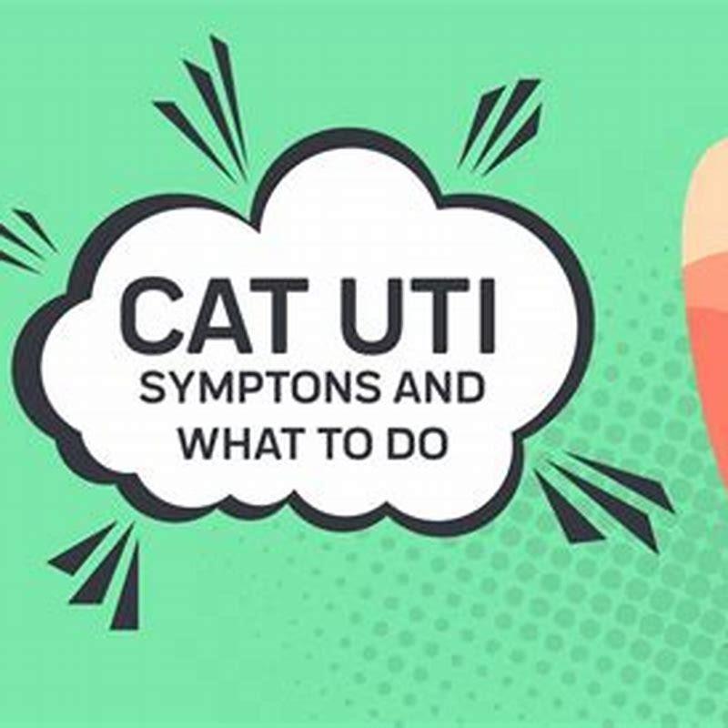 can-a-uti-in-a-cat-go-away-on-its-own-diy-seattle